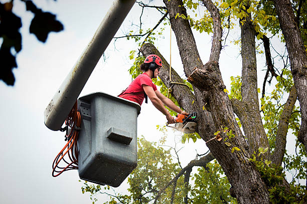 Best Emergency Tree Removal  in Fairview, NC